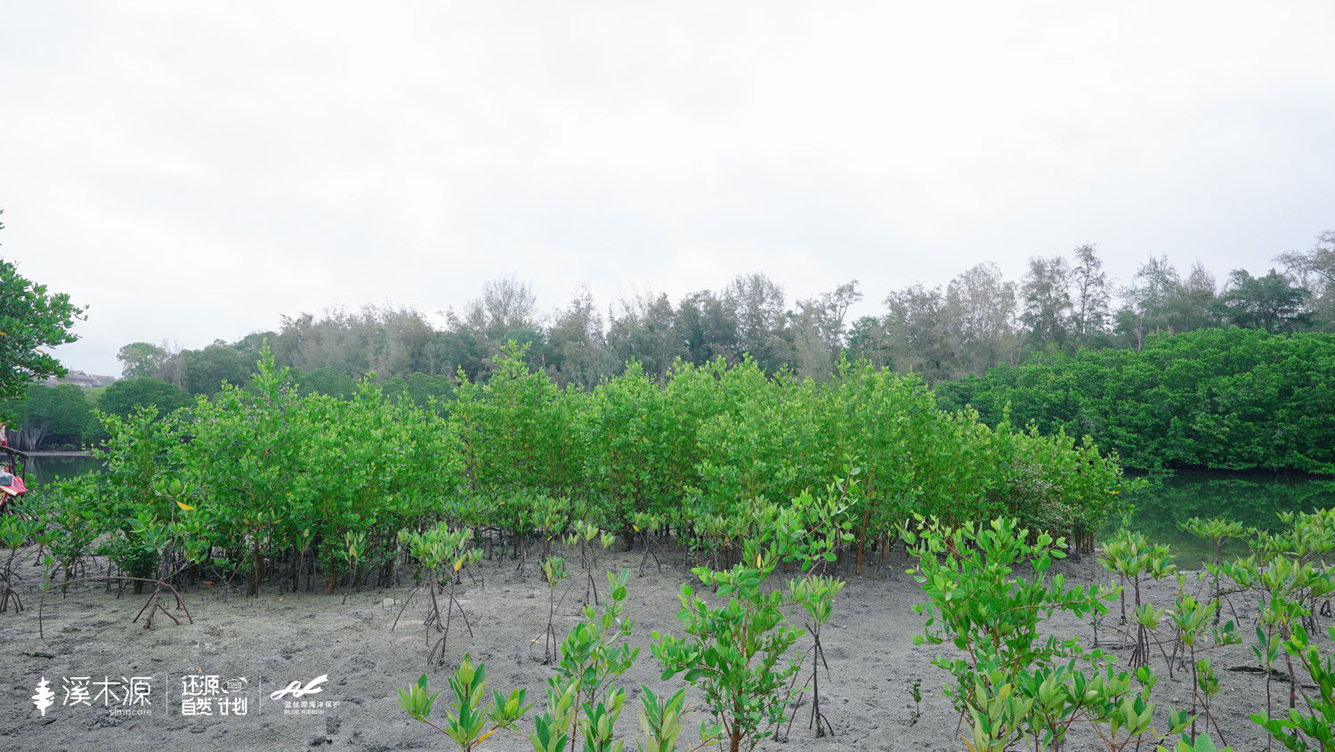溪木源&蓝丝带还源自然计划之三亚市青梅港红树林自然保护区修复活动